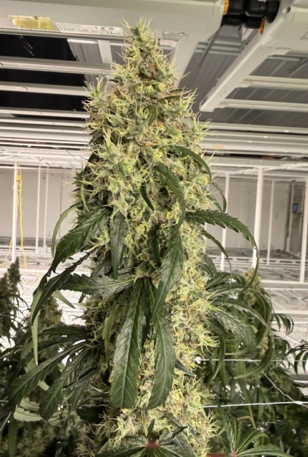 Golden Goat | Flower | 7G by Delta Bud Company