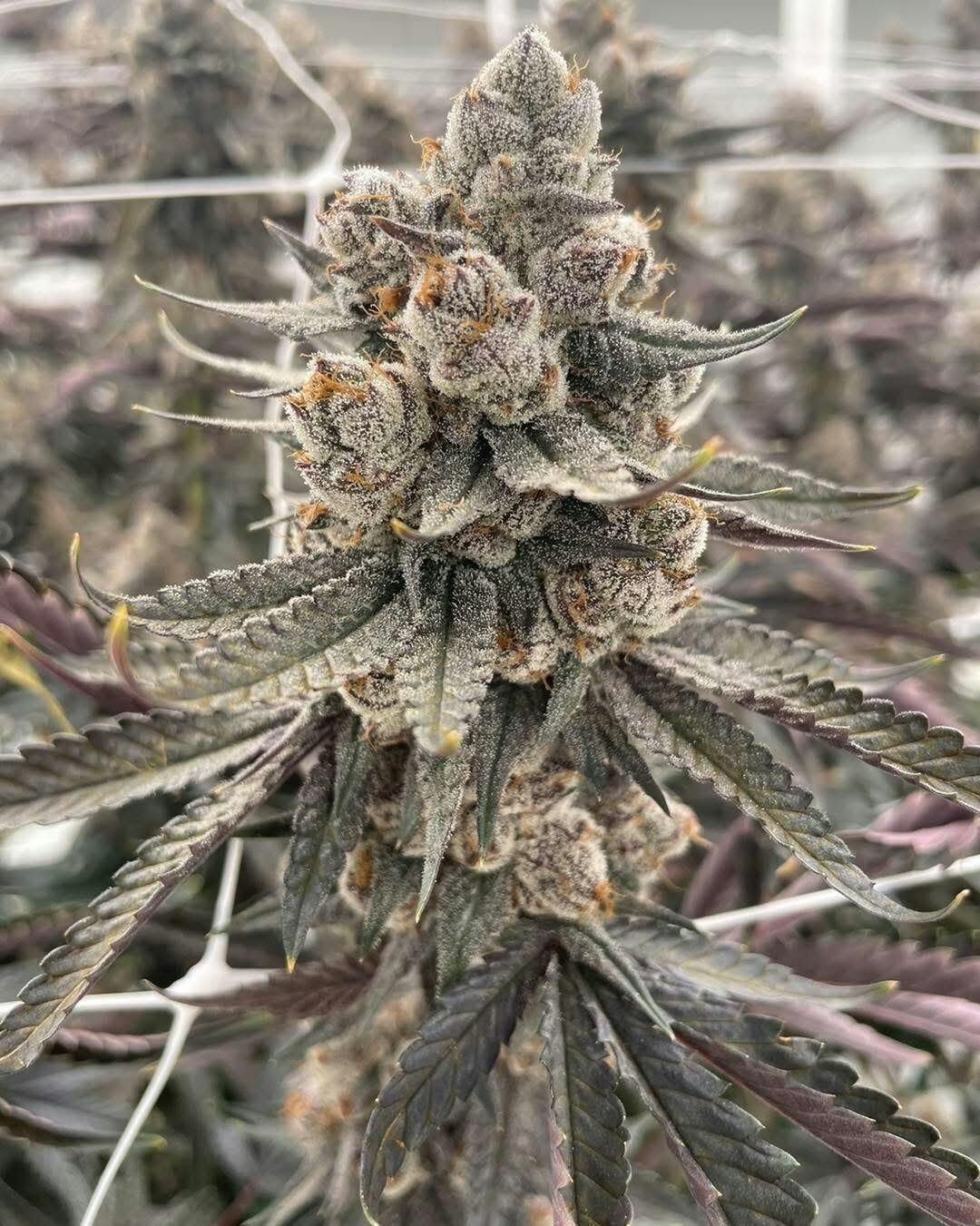 Quikz | Flower | 3.5G by Delta Bud Company