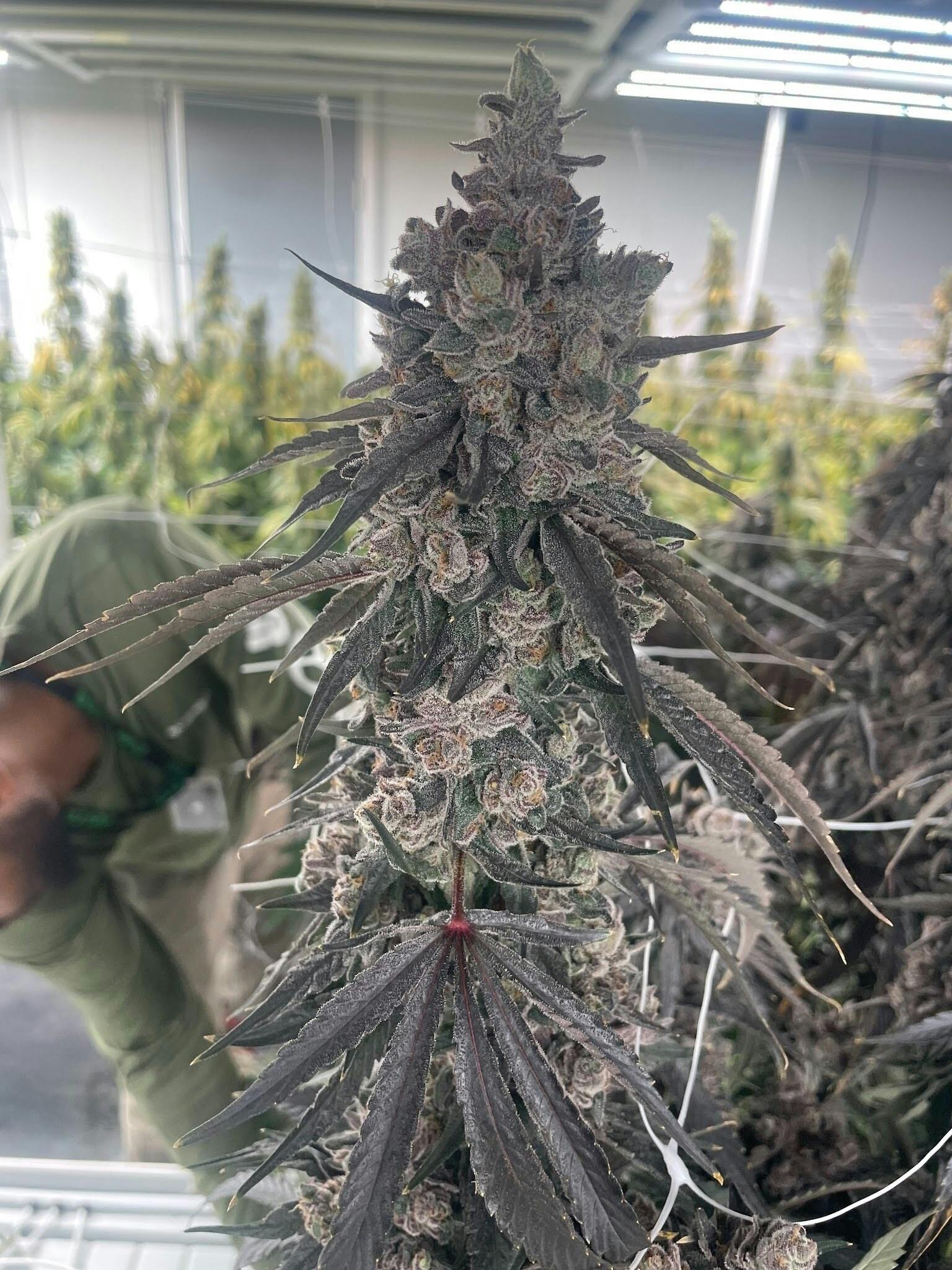 Dopey Yoda | Flower | 7G by Delta Bud Company