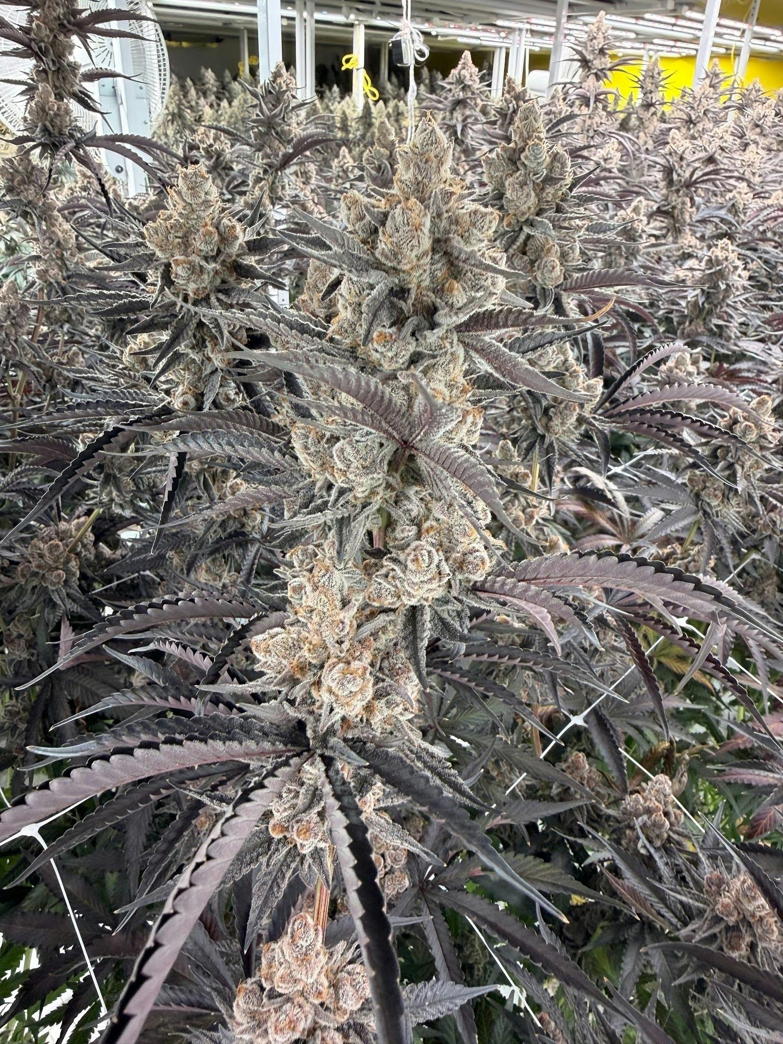 Ruby Grand | Flower | 7G
