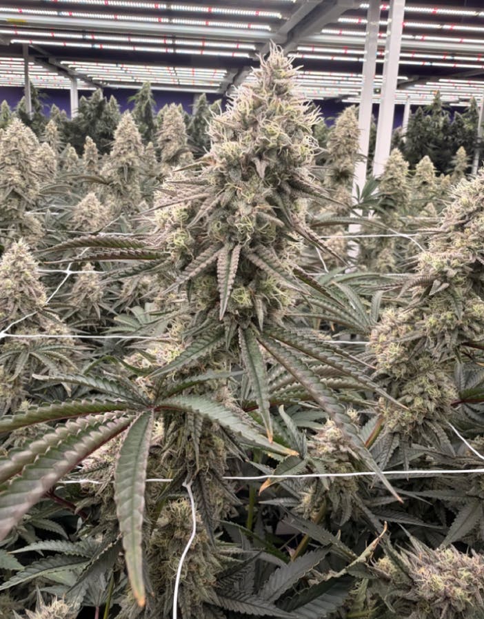 Blueberry Pancakes | Flower | 3.5G by Delta Bud Company
