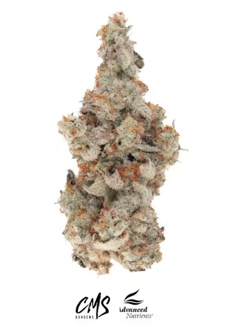 CMS Gardens - Peach Ringz Flower 3.5g