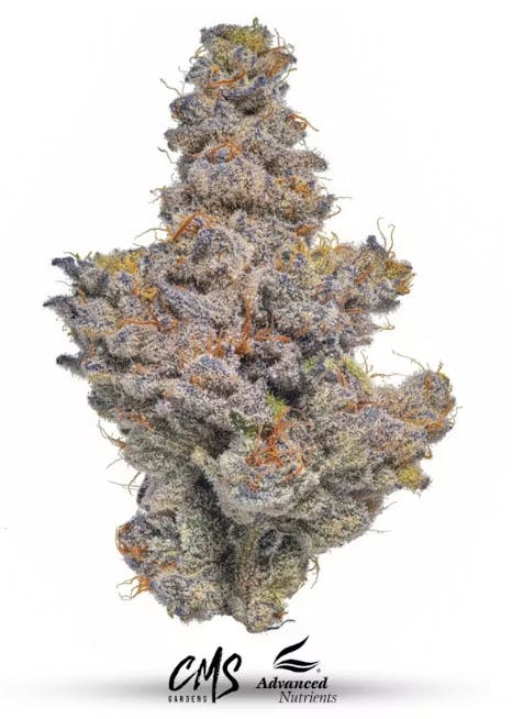 CMS Gardens - Blueberry Breath Flower 3.5g
