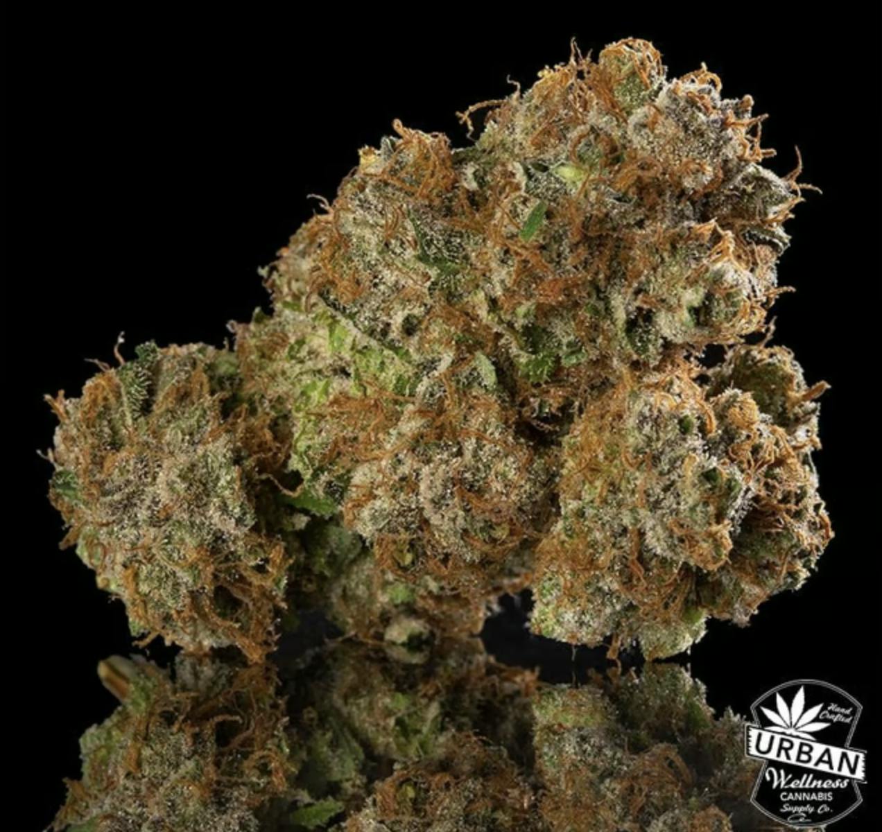 Urban Wellness | Apricot Scone | Flower | 28g