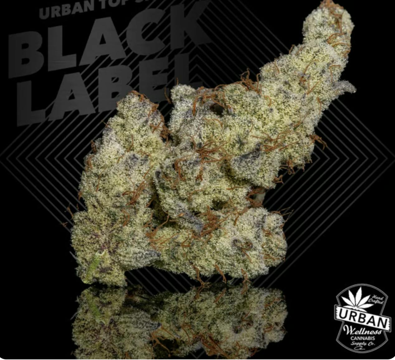 Urban Wellness | Black Label - Sherb Cream Pie | Flower | 4g by Urban Wellness