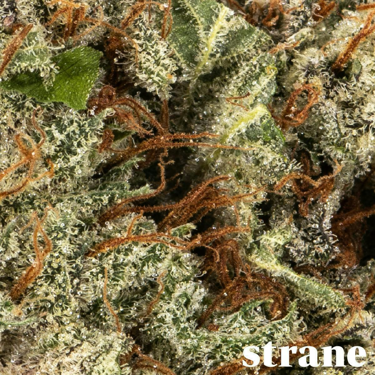 Alien Mints | Flower 14g - Strane