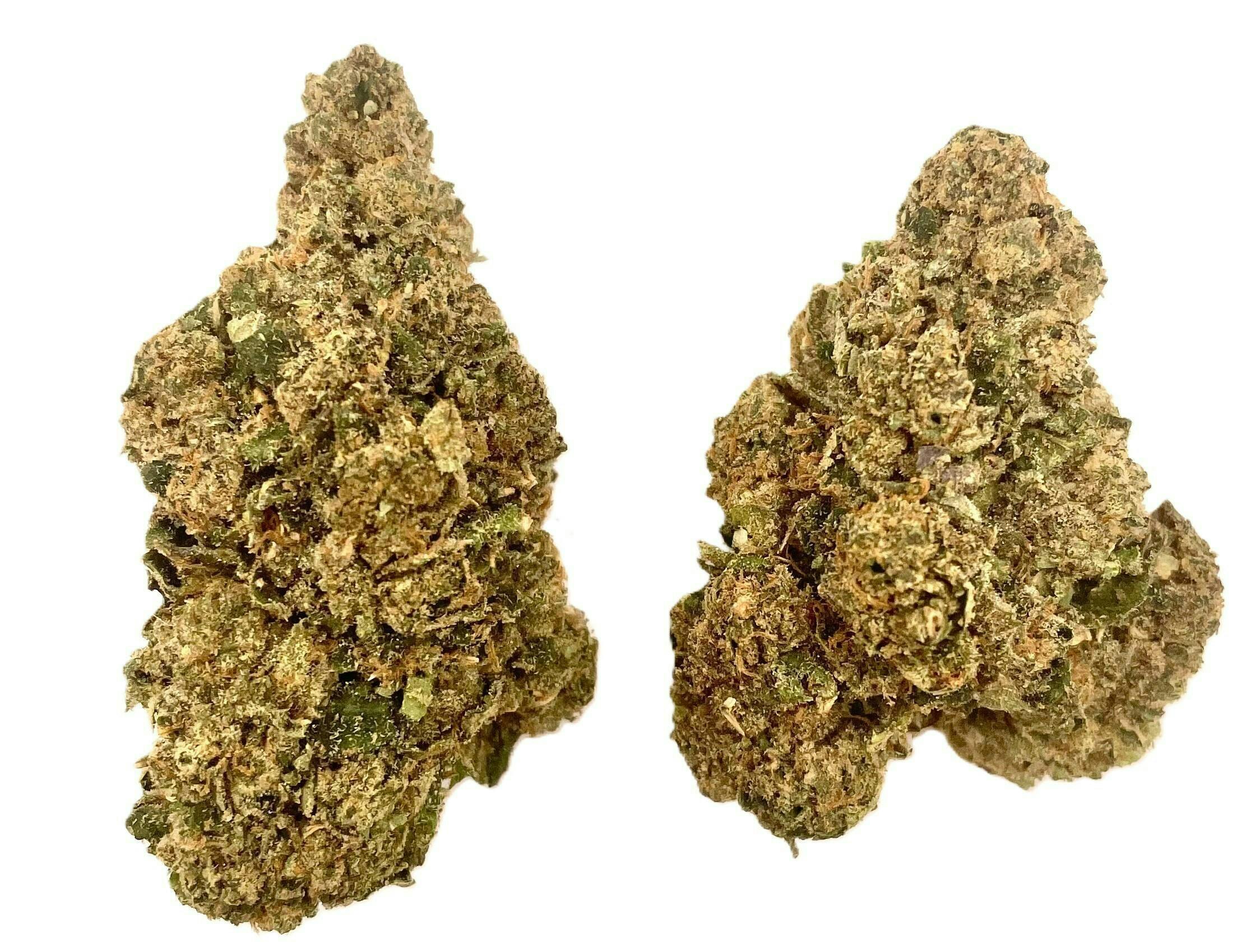 MT Kush | Buds - Fred Fintstone at Montana Kush - Downtown Bozeman Dispensary