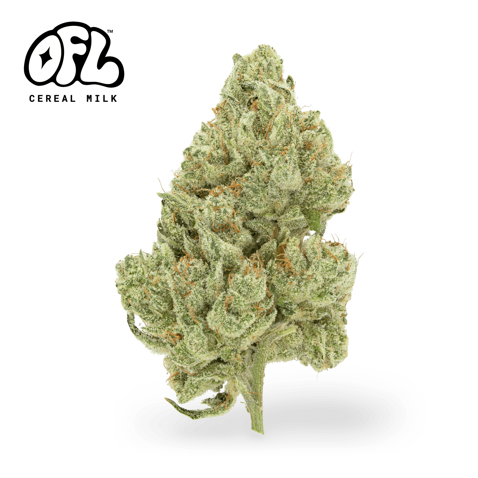 Cereal Milk | Big Buds | 7g