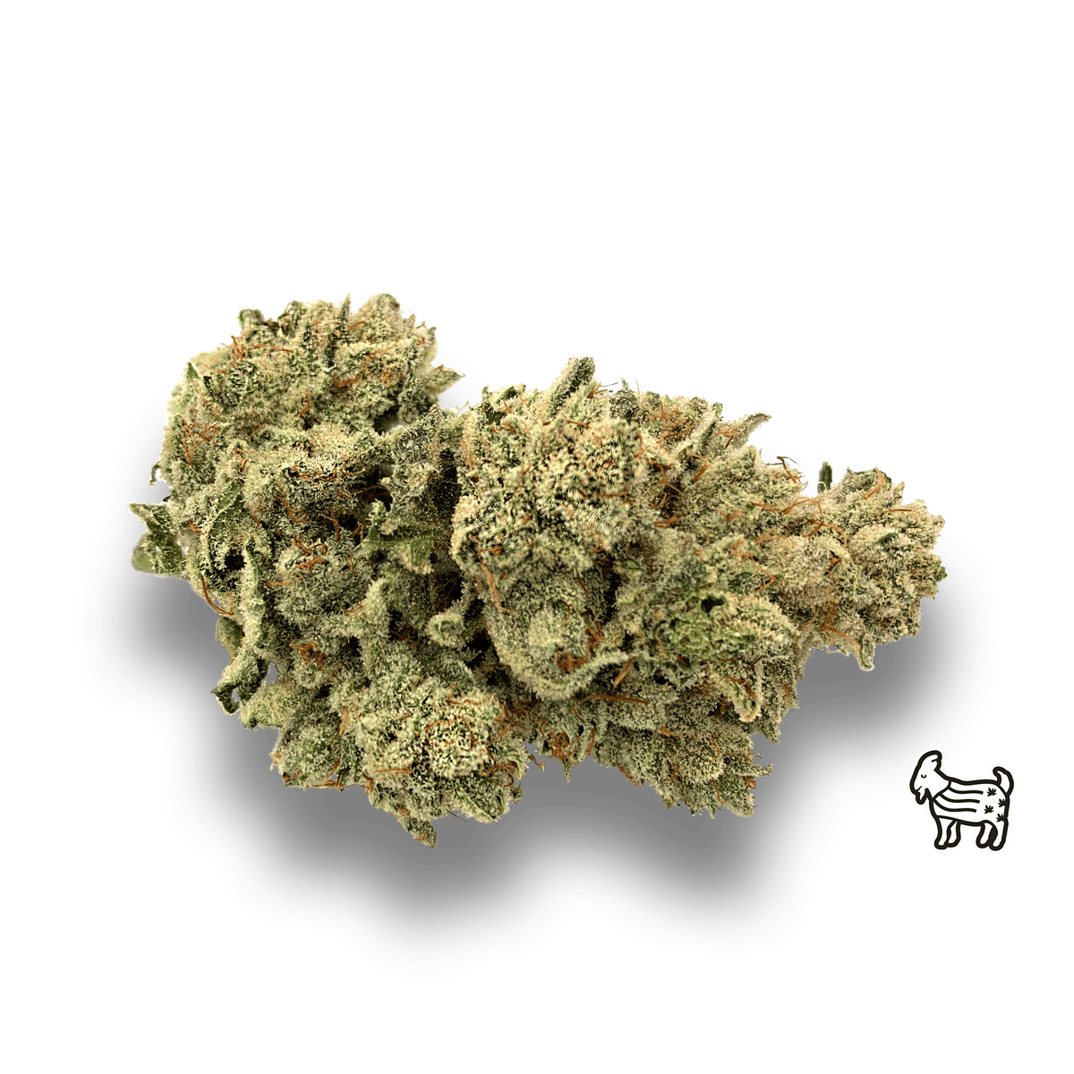 Gg4 / Original Glue Gorilla Big Buds