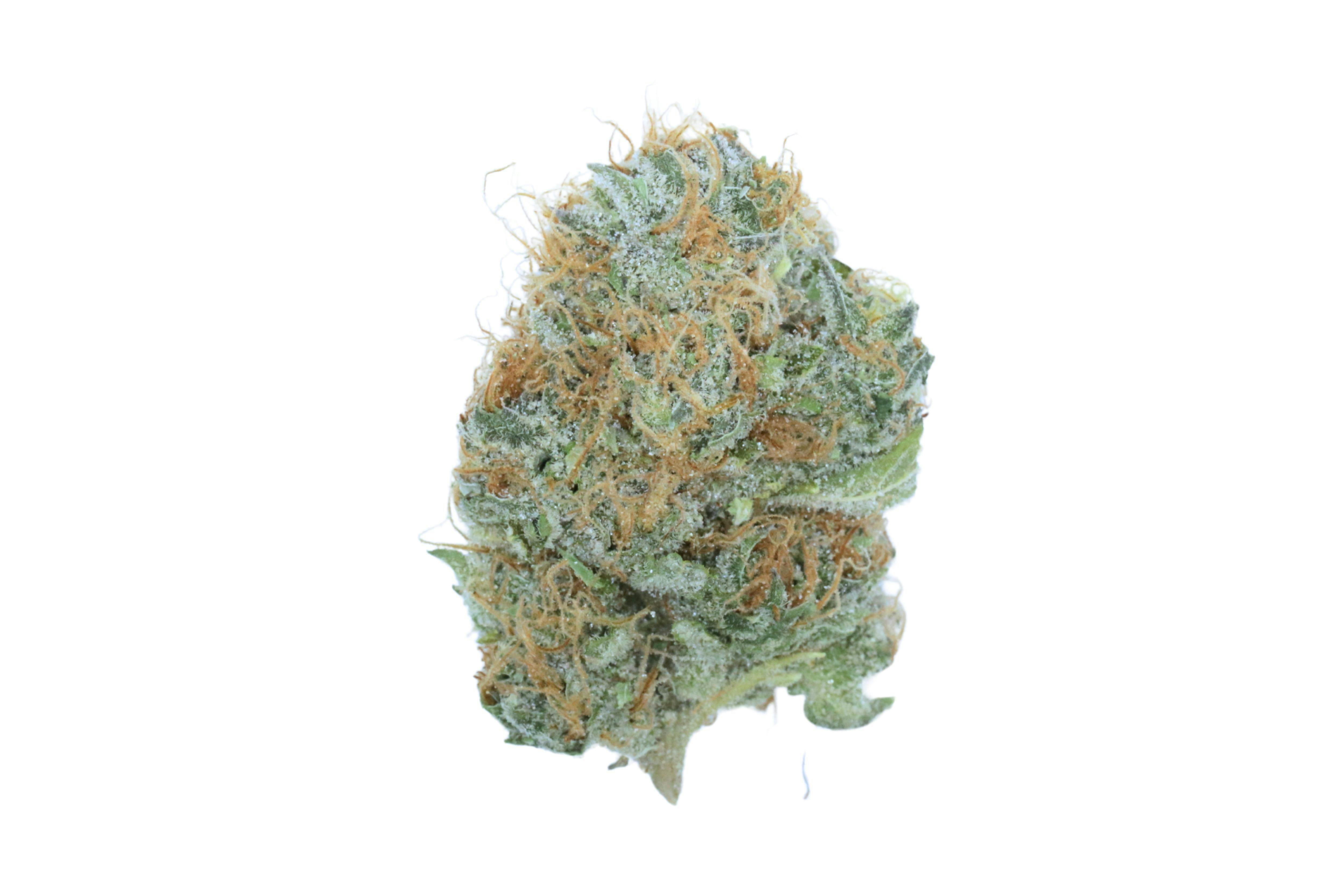 Prūf Cultivar: Tangie Biscotti