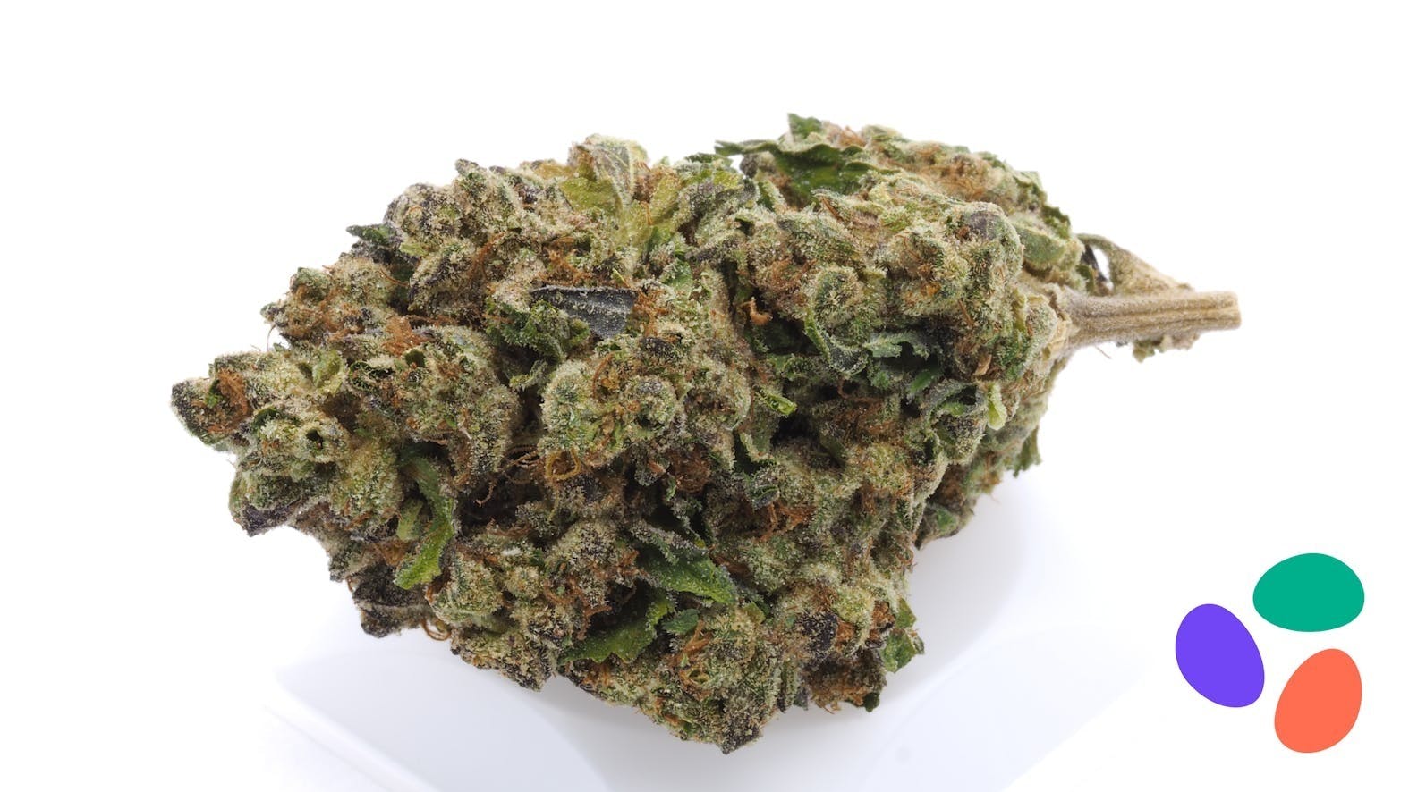 Talking Trees Farms — Gelato MAC