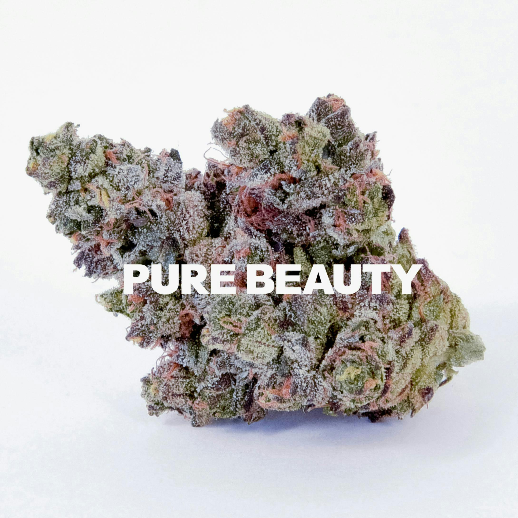 Pure Beauty: High Canopy