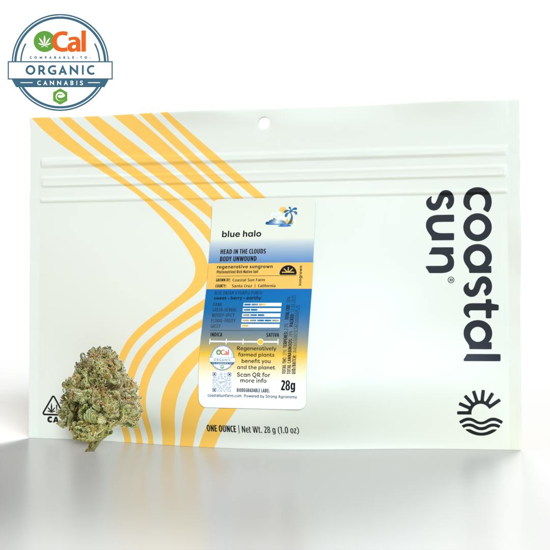 Coastal Sun — Blue Halo