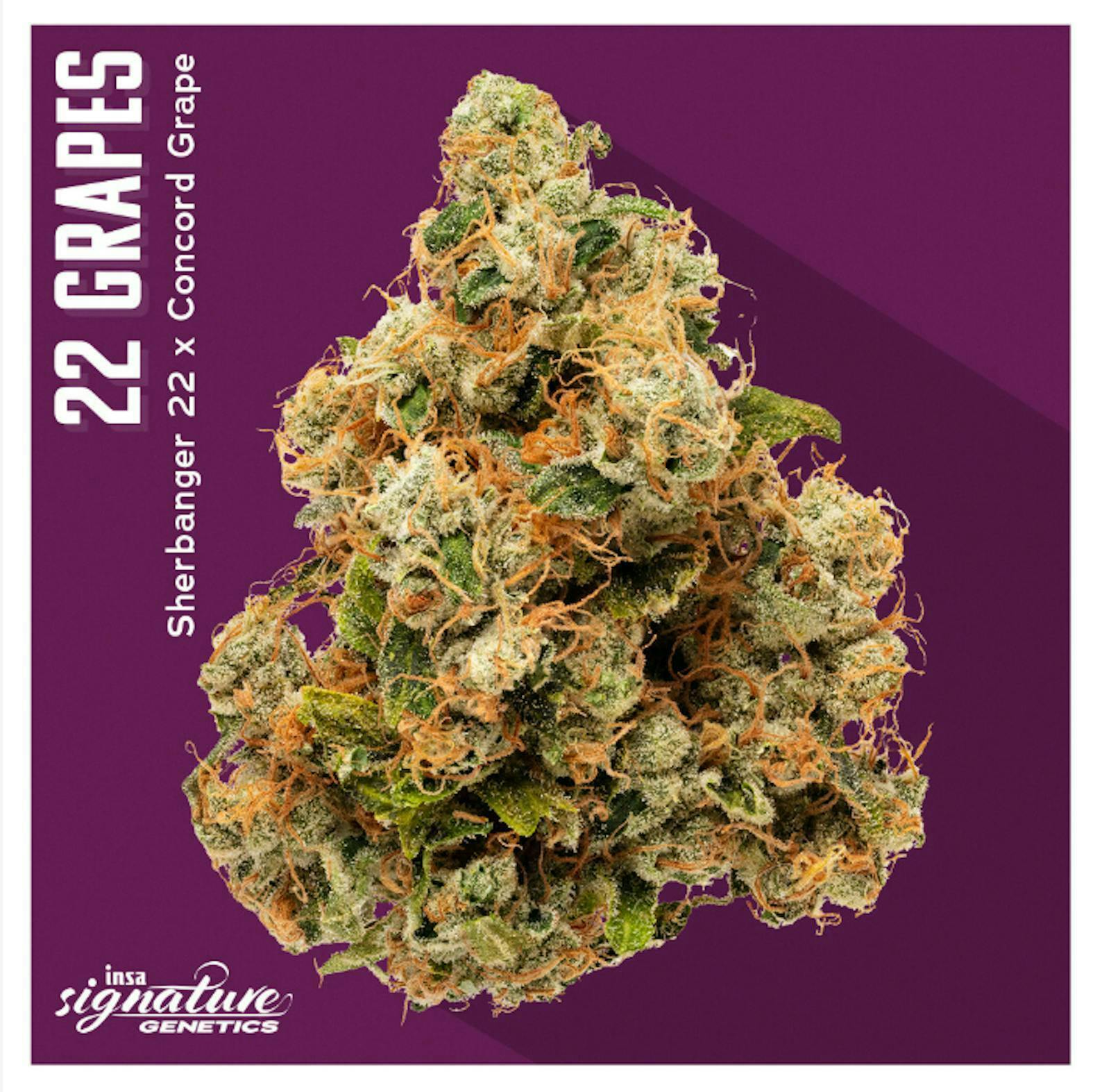 INSA - 22 Grapes - 3.5g Flower at 1 Connection