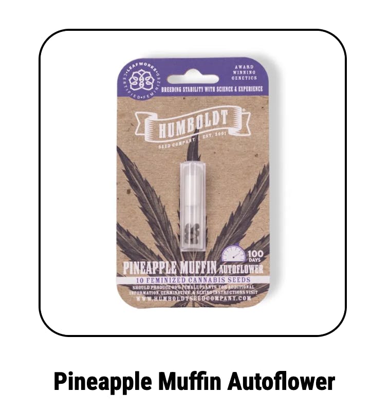 Pineapple Muffin Autoflower Seeds