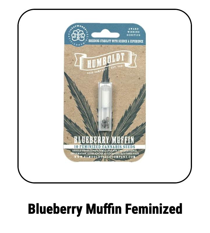 Humboldt Seed Company | Blueberry Muffin | Feminized Seeds by Humboldt Seed Company