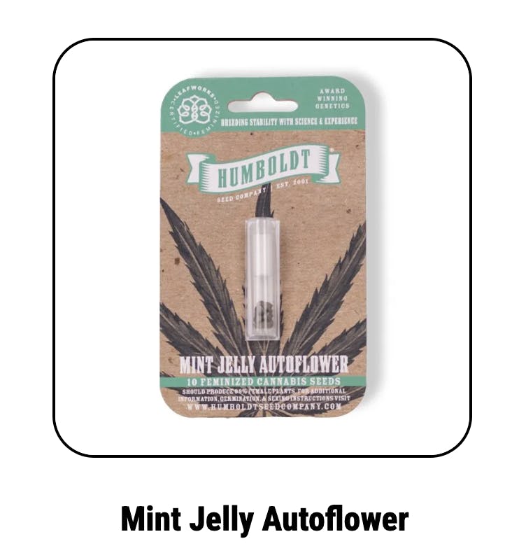 Mint Jelly Autoflower Seeds