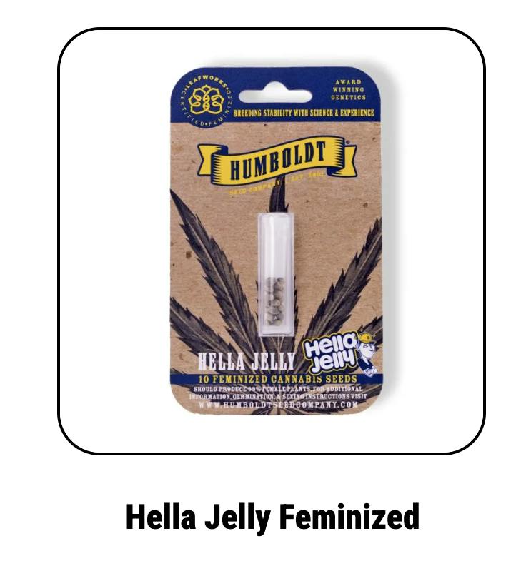 Humboldt Seed Company | Hella Jelly | Feminized Seeds by Humboldt Seed Company