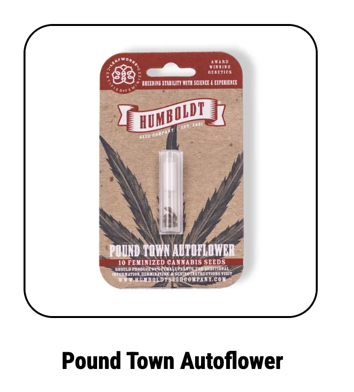 Pound Town Autoflower Seeds