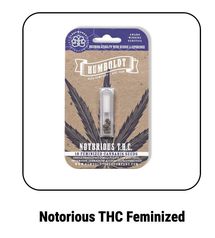 Notorious Thc Feminized Seeds