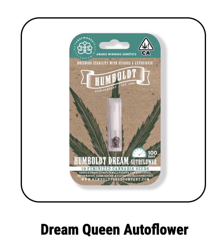 Dream Queen Autoflower Seeds