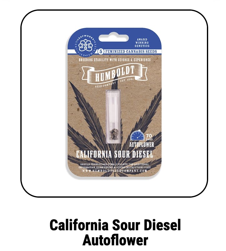 California Sour Diesel Autoflower Seeds