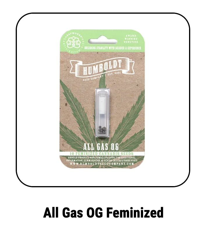 All Gas (aka Asphalt Plant, All Gas OG) Weed Strain Information | Weedmaps