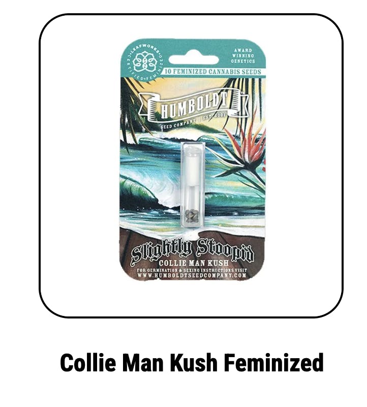 Collie Man Feminized Seeds