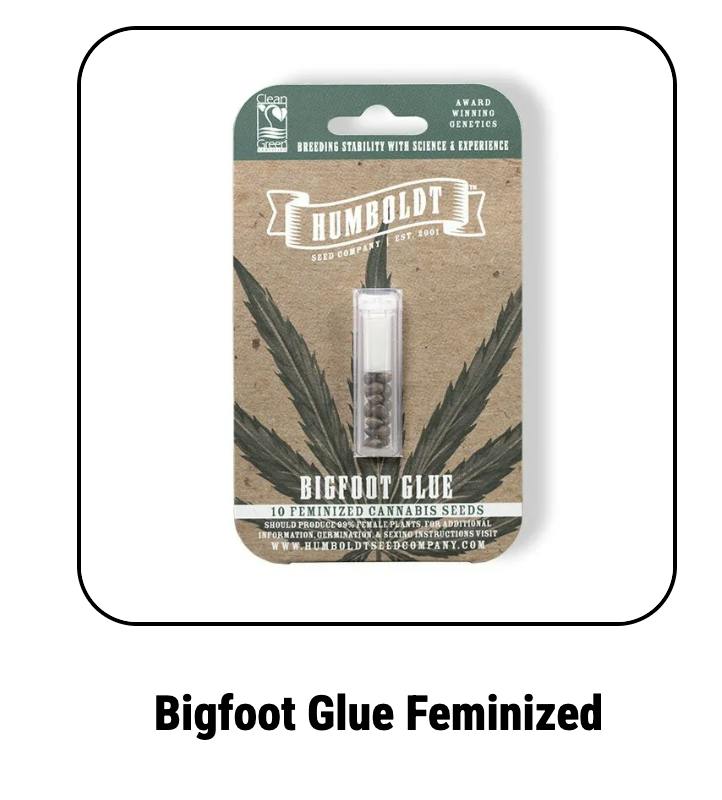Humboldt Seed Company | Bigfoot Glue | Feminized Seeds