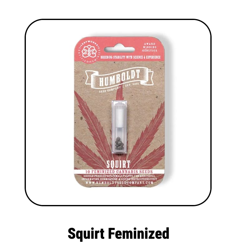 Squirt Feminized Seeds