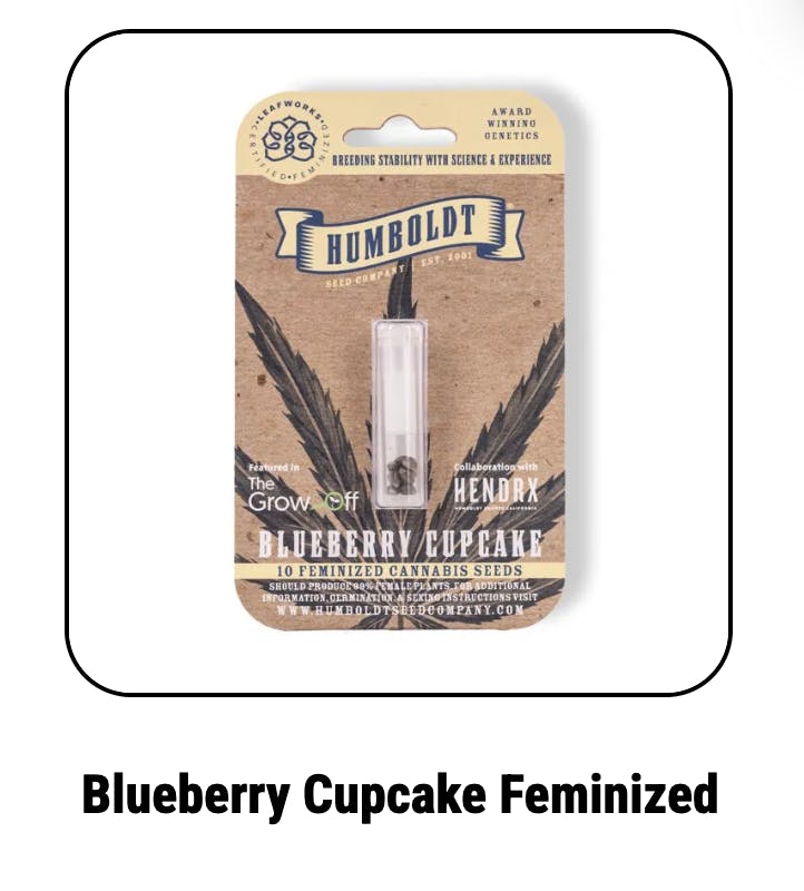Blueberry Cupcake Feminized Seeds