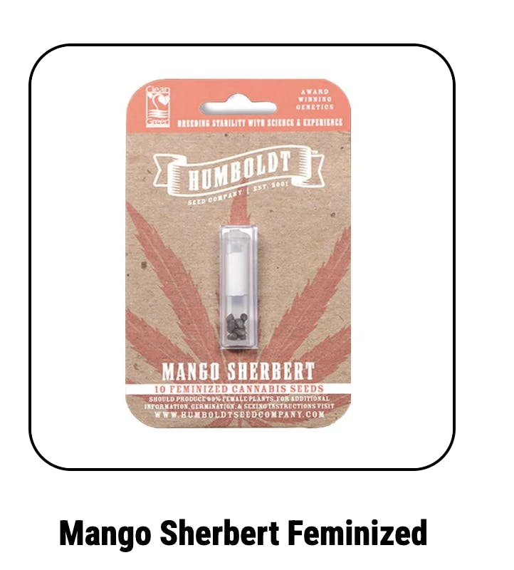 Mango Sherbert Feminized Seeds