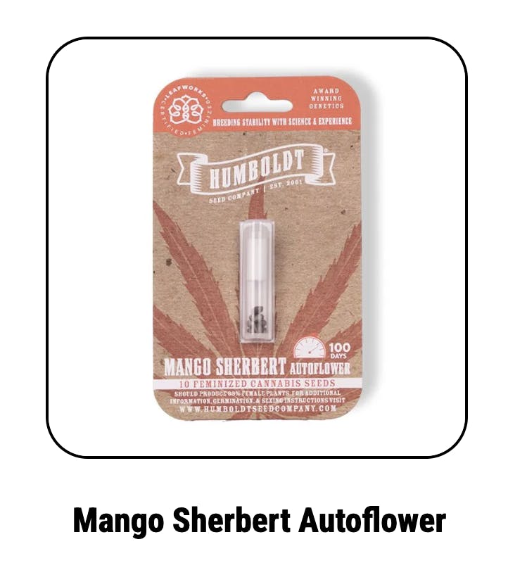 Mango Sherbert Autoflower Seeds