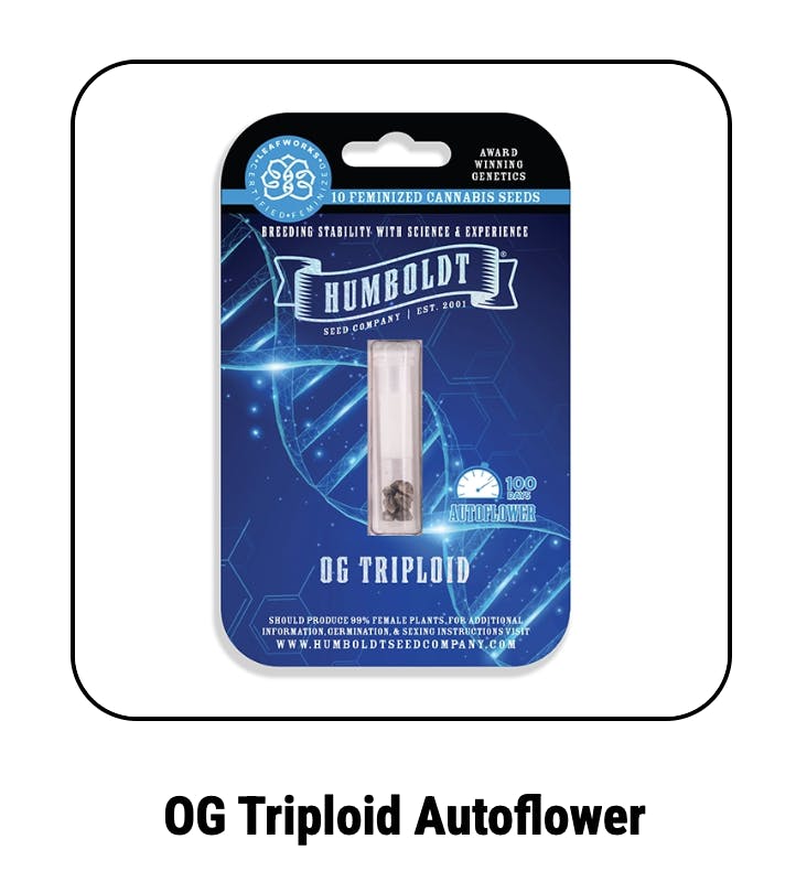 Og Triploid Autoflower Seeds
