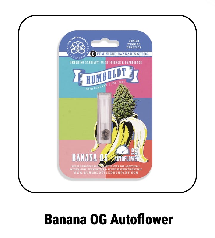 Humboldt Seed Company | Banana OG | Autoflower Seeds by Humboldt Seed Company