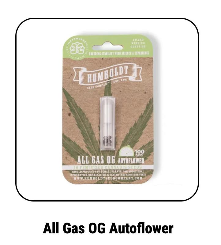 Humboldt Seed Company | All Gas OG | Autoflower Seeds by Humboldt Seed Company