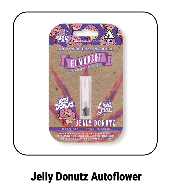 Jelly Donuts Autoflower Seeds