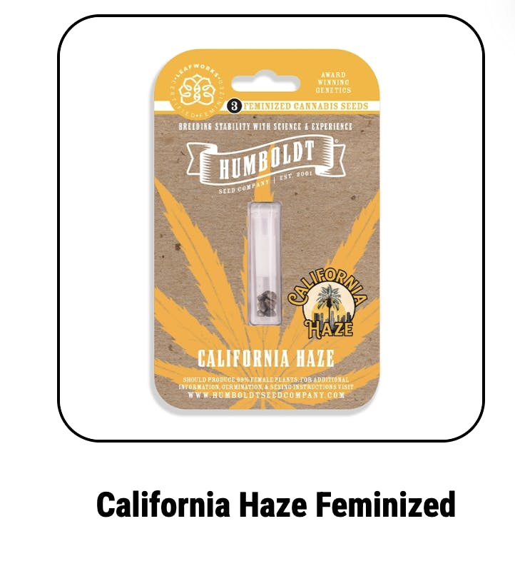 Humboldt Seed Company | California Haze | Feminized Seeds by Humboldt Seed Company