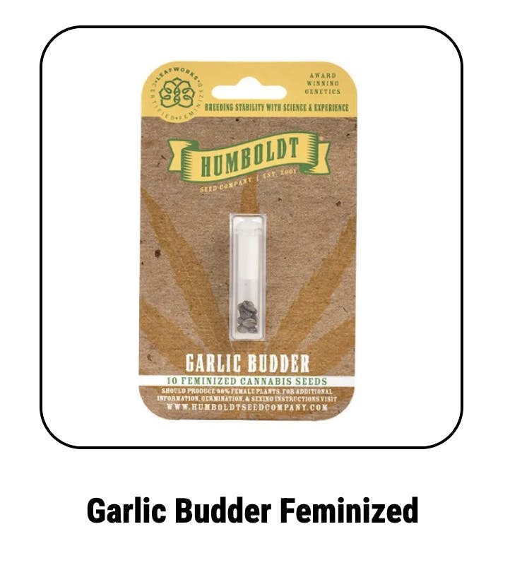 Garlic Budder Feminized Seeds