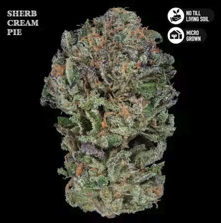 Sherb Cream Pie Living Soil Flower 3.5g by Royal Genetics