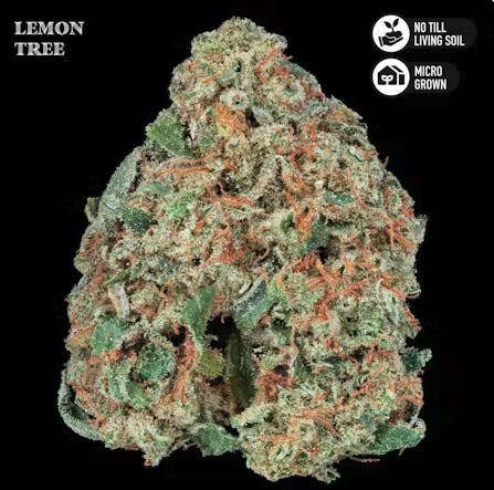 Lemon Tree Living Soil Flower 3.5g by Royal Genetics