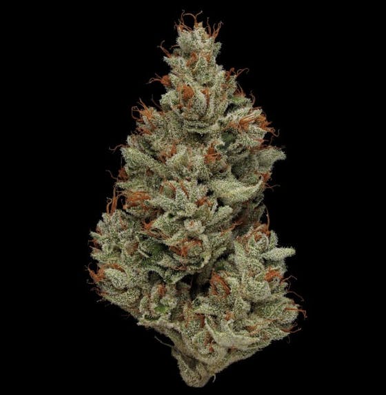 Dirty Orange Apricot
