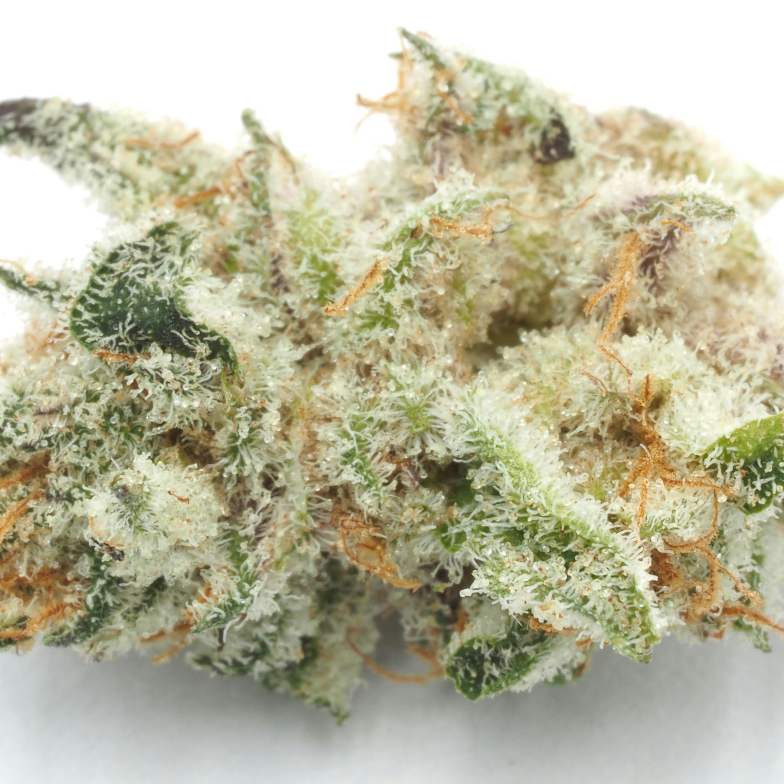 Jealous Driver Premium 1/8