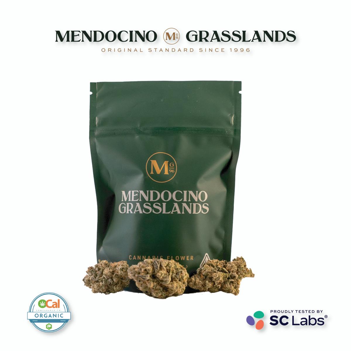 Mendocino Grasslands — Motorbreath