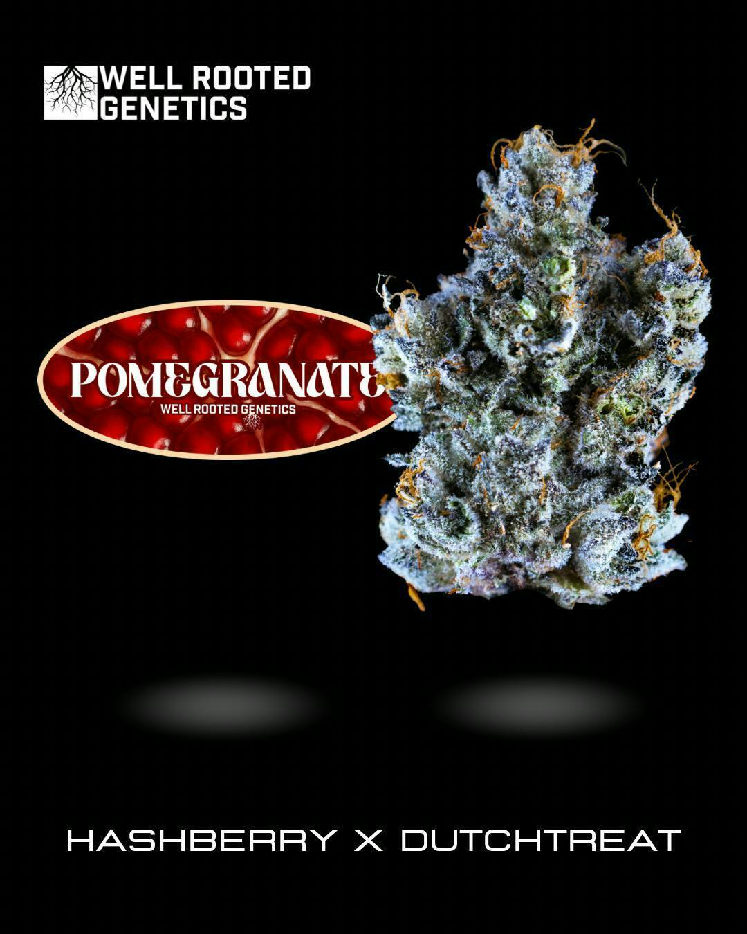 Well Rooted Genetics | Pomegranate | Big Buds | 3.5g