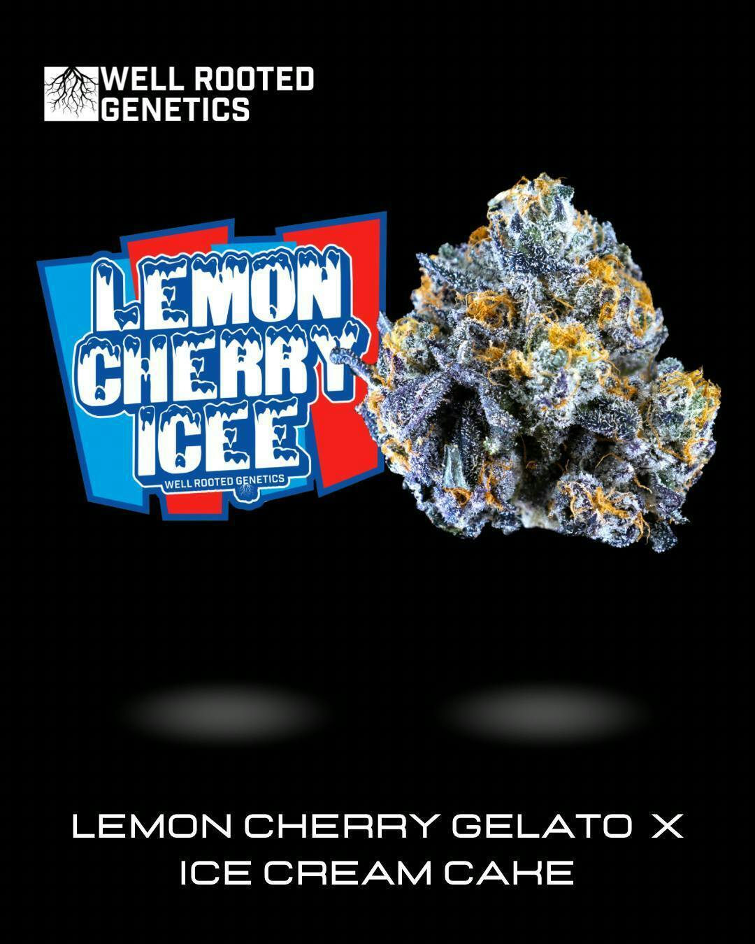 Well Rooted Genetics | Lemon Cherry ICEE | Big Buds | 3.5g