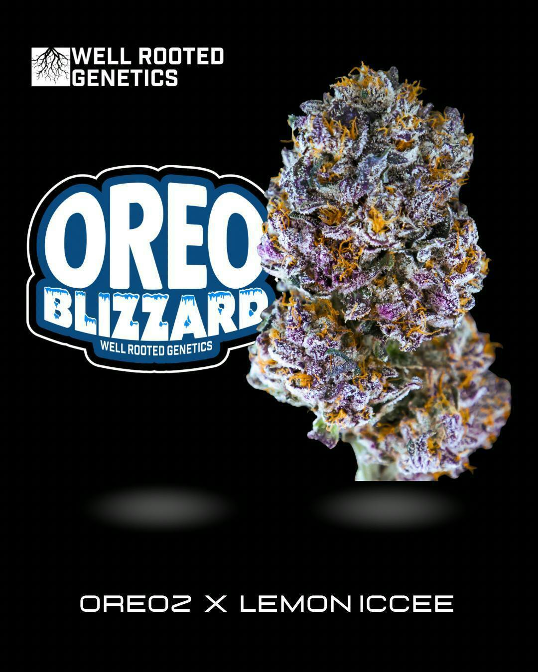 【限定セール60000→45000】ホーチエンシス25センチ大株　レア株 Price Under $80 - Dazed Cannabis Dispensary | Holyoke & Monson MA