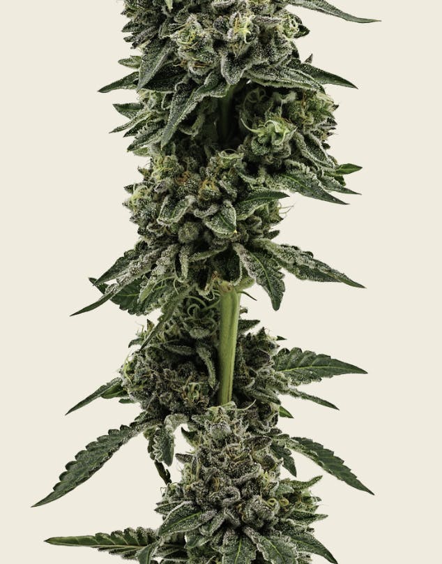Heartland Farms: Alien Kush