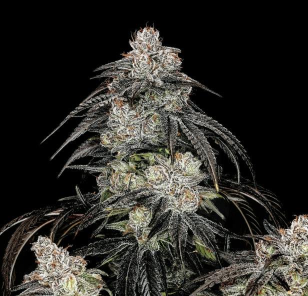 Wojo Co | Cherry Punch - Bulk Flower by Wojo Co