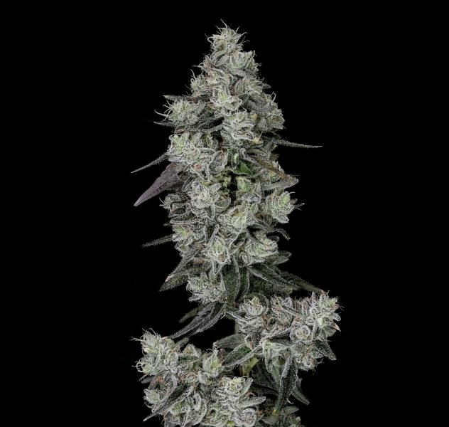 Wojo Co | Beach Wedding - Bulk Flower by Wojo Co